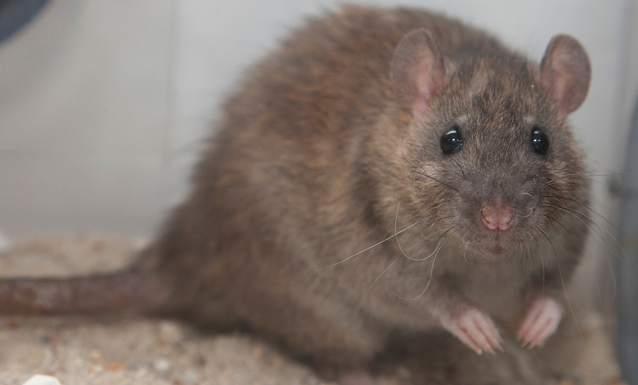 norwayrat