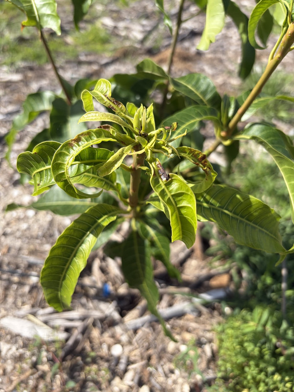 Coconut Creme Pest3