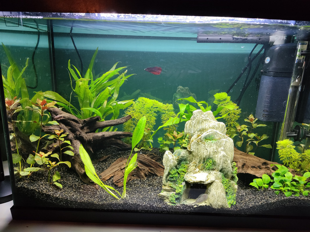 16736778409743446787429686962347