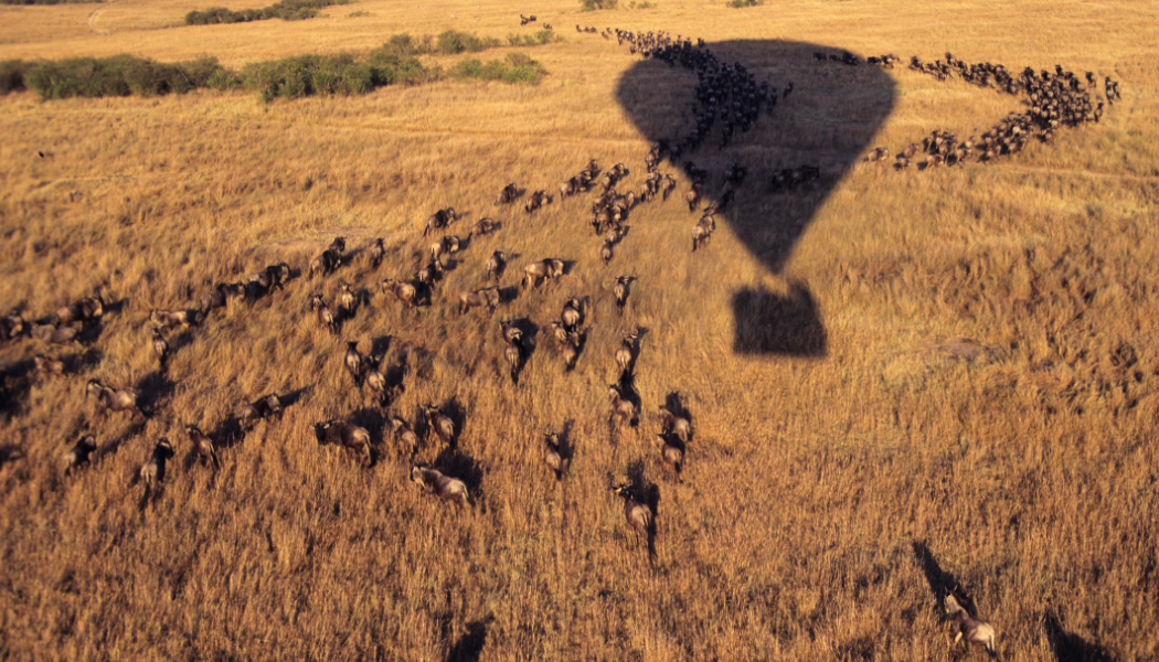 Maasai Mara safari game drive