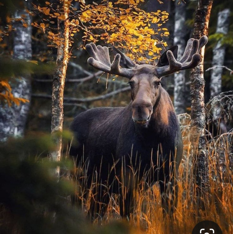 Screenshot_20230302_230118_Pinterest