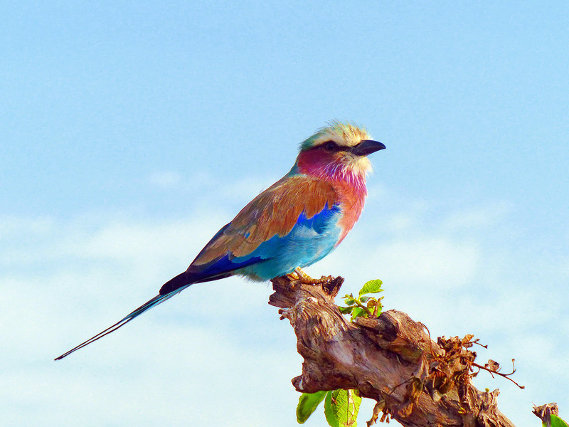multi-bird-branch.jpg