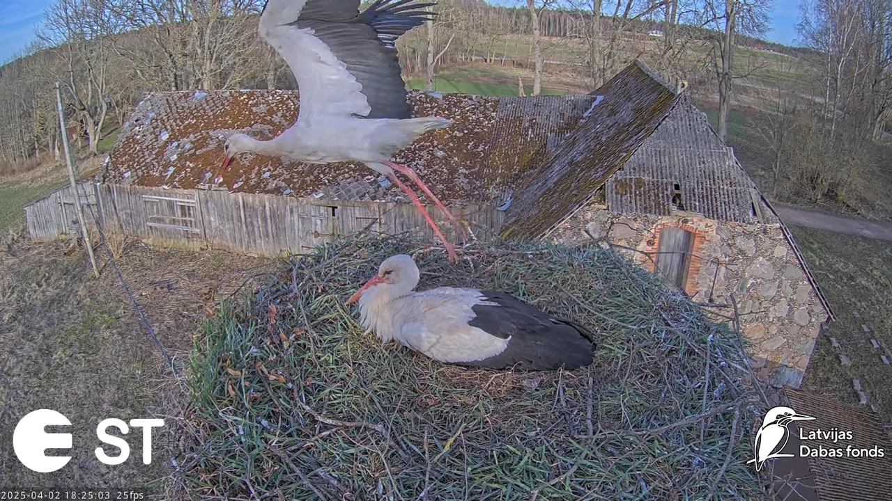 Baltie stārķi (Ciconia ciconia) Tukuma novadā __ White storks in Tukums, Latvia - YouTube - 964_08