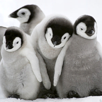 penguins-av.jpg