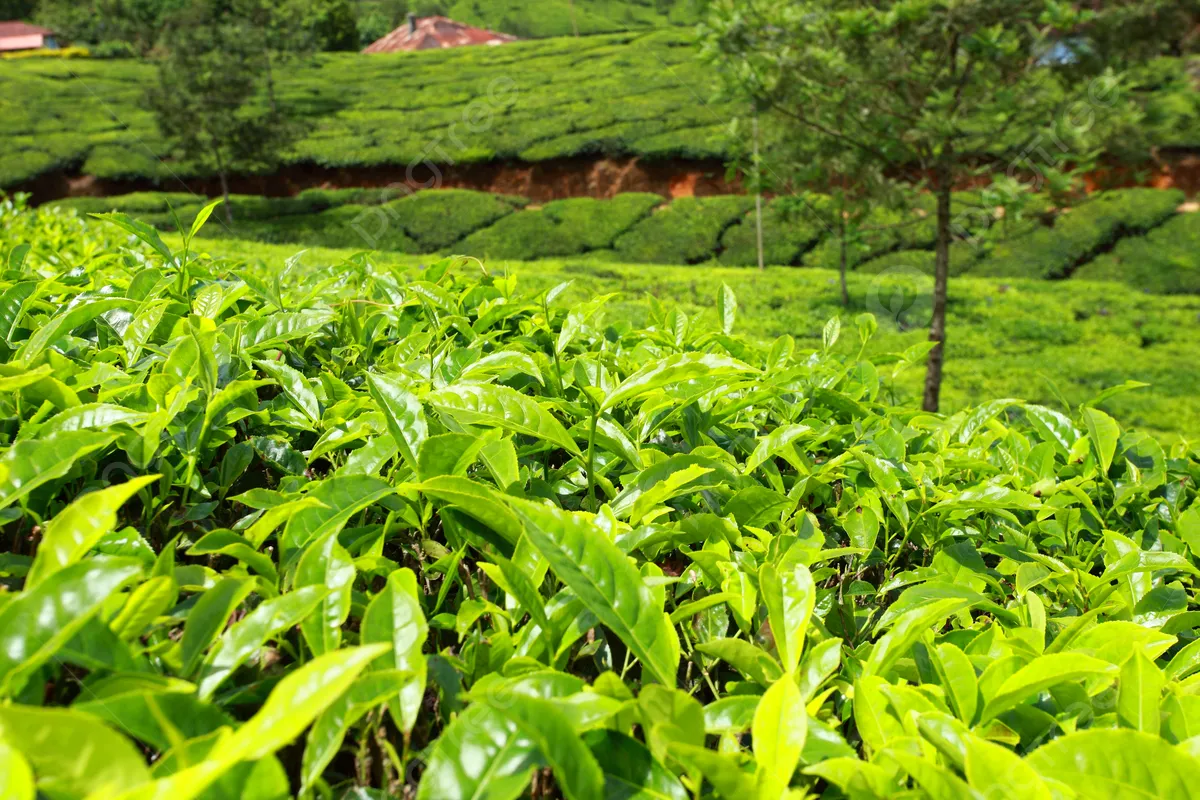 Munnar