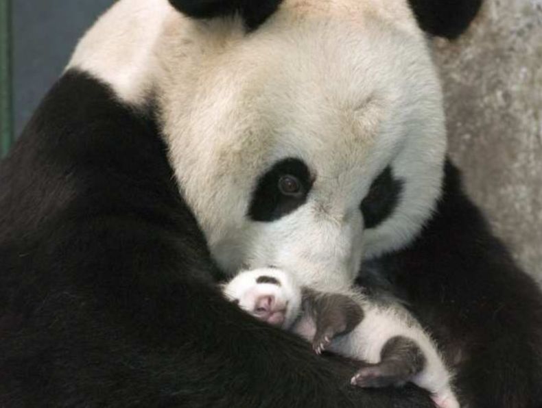 https://i.postimg.cc/KjJzydVm/panda-kicsivel2.jpg