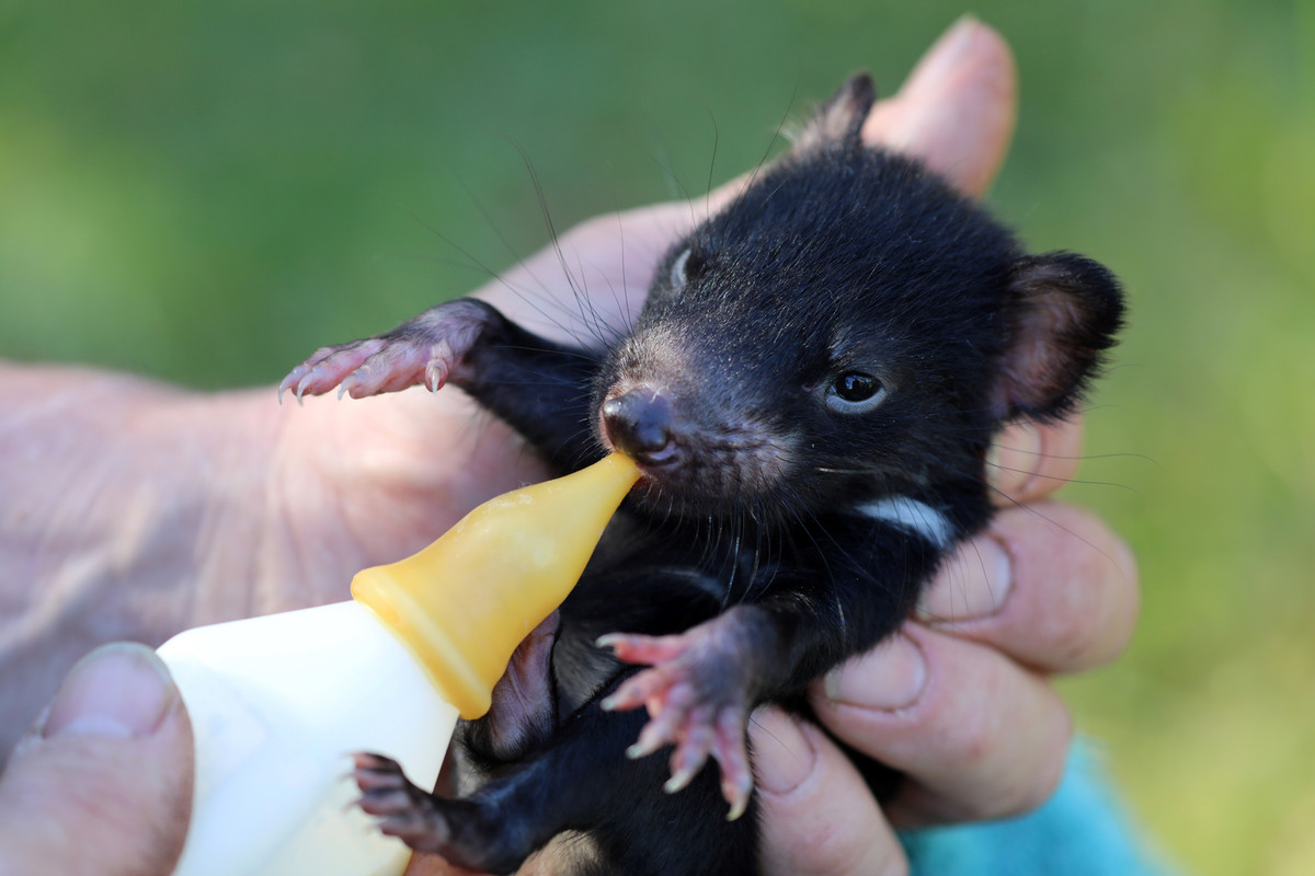 Seorang anggota staf sedang memberi makan seekor Tasmanian devil joey di daratan Australia.