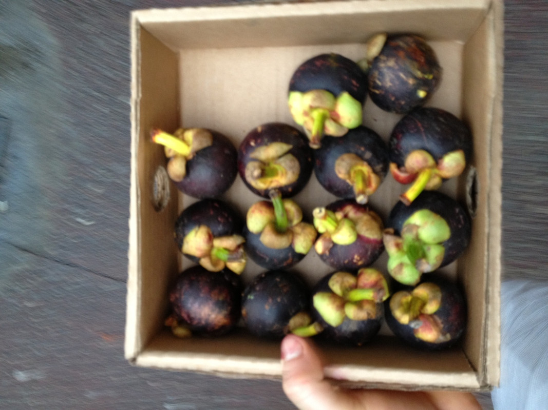 mangoste