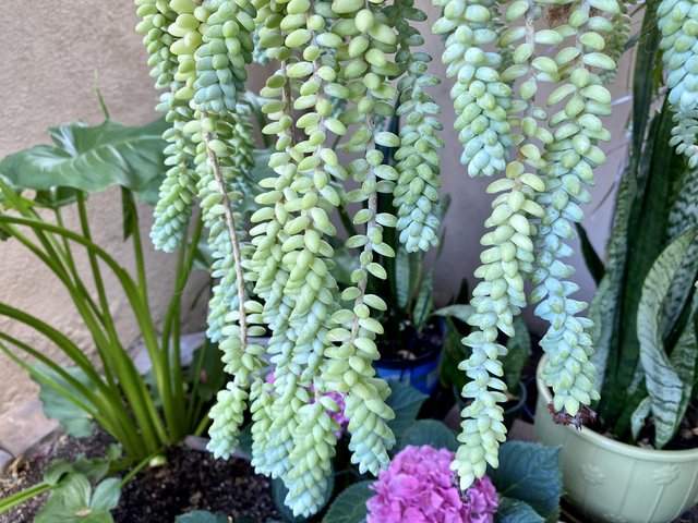 [Image: 406-C947-E-616-C-4-BA8-9388-33-F7242-F67-D9.jpg]