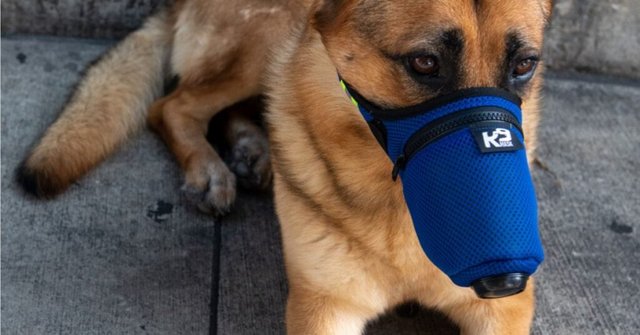 dog-face-mask-image-1024x536.jpeg