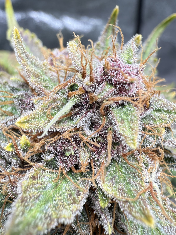 E5A3036F-F6BE-4048-A026-286030317E35