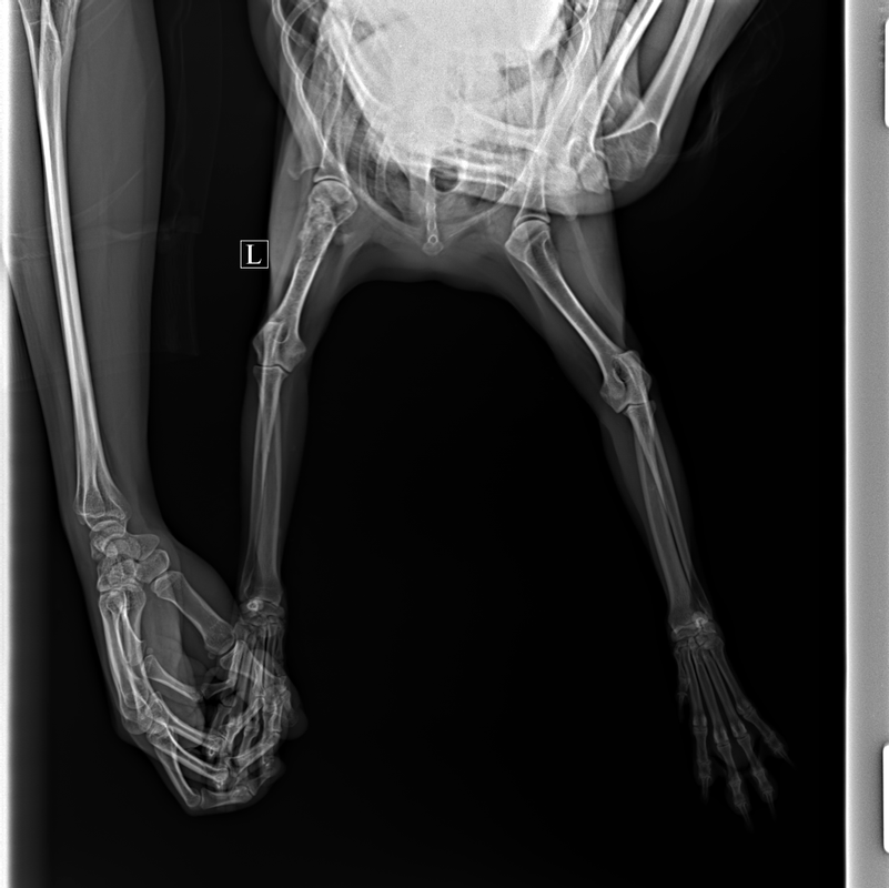 КАЗАНЦЕВА^_СОБАКА__Плечо-ДВ_171528