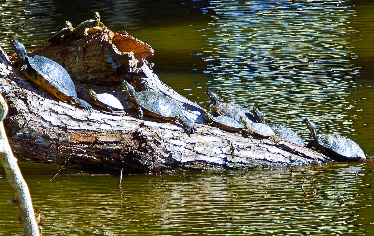 IMAGE: https://i.postimg.cc/KjM2t0DL/Boerne-Turtles-6.jpg