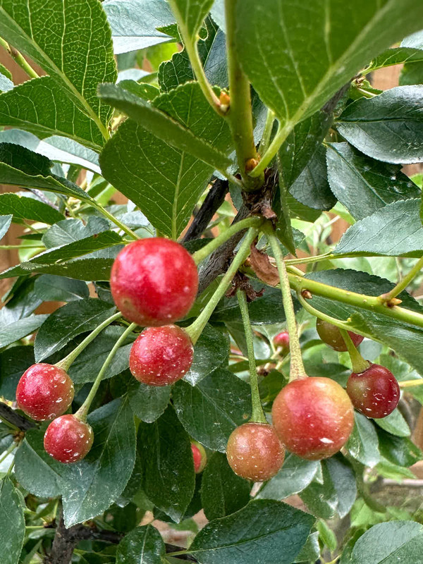 figs-12.jpg