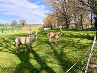 alpacas-HD-copy.jpg