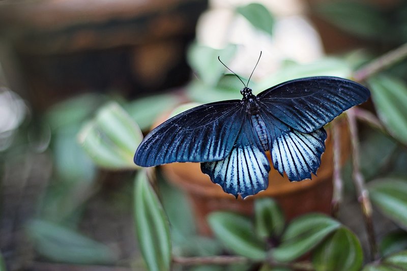 blue-butterfly-1278820-1280.jpg