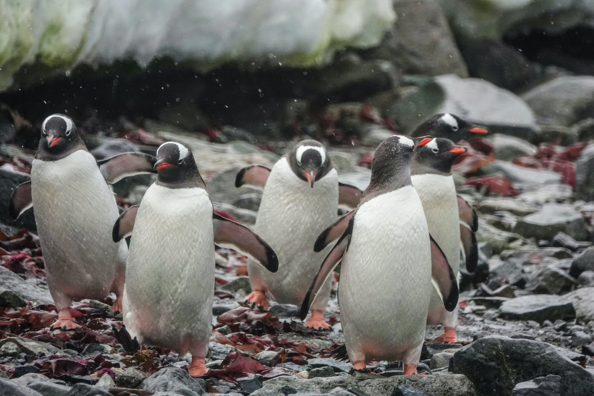 penguins-060