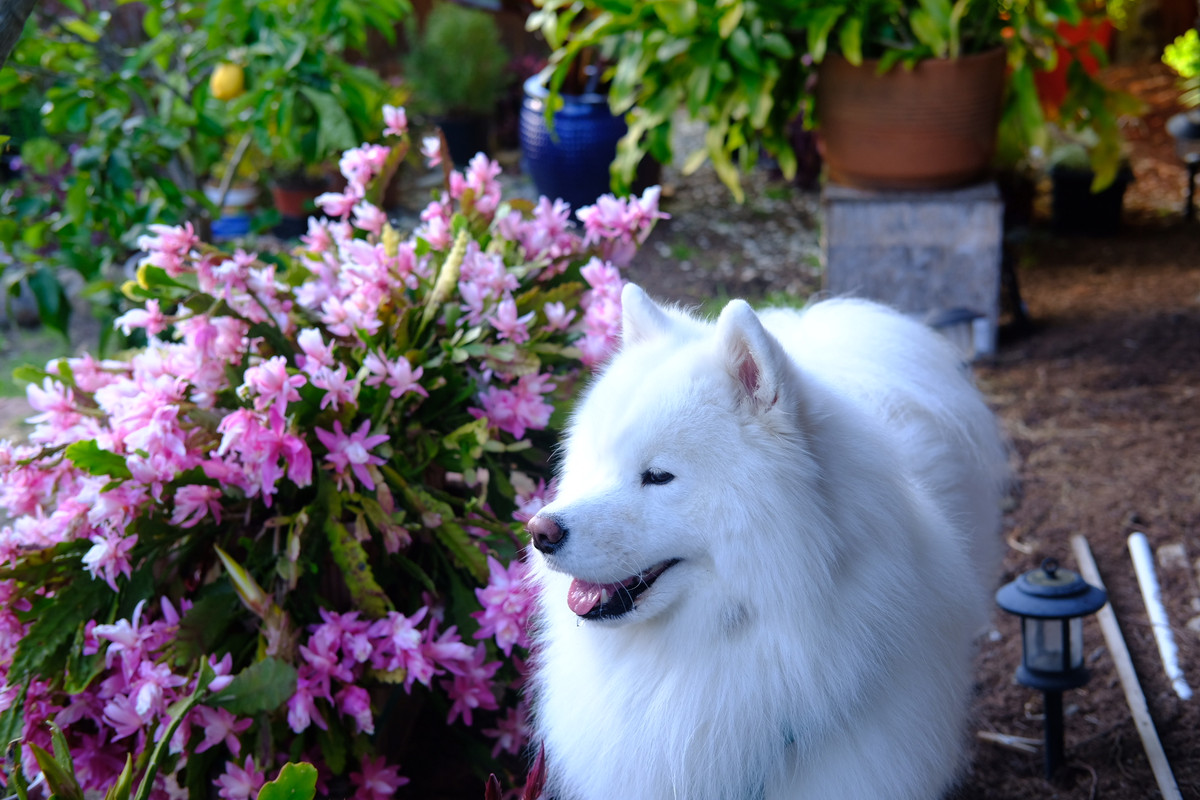 53540C0B-2194-4DCE-A688-89E2FB405239-75779-00001E864CD1C971