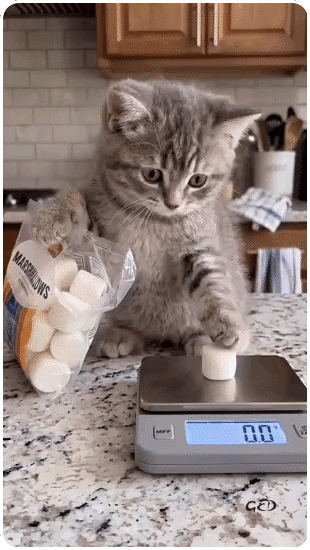010726-chat-pese-personne-chamallows