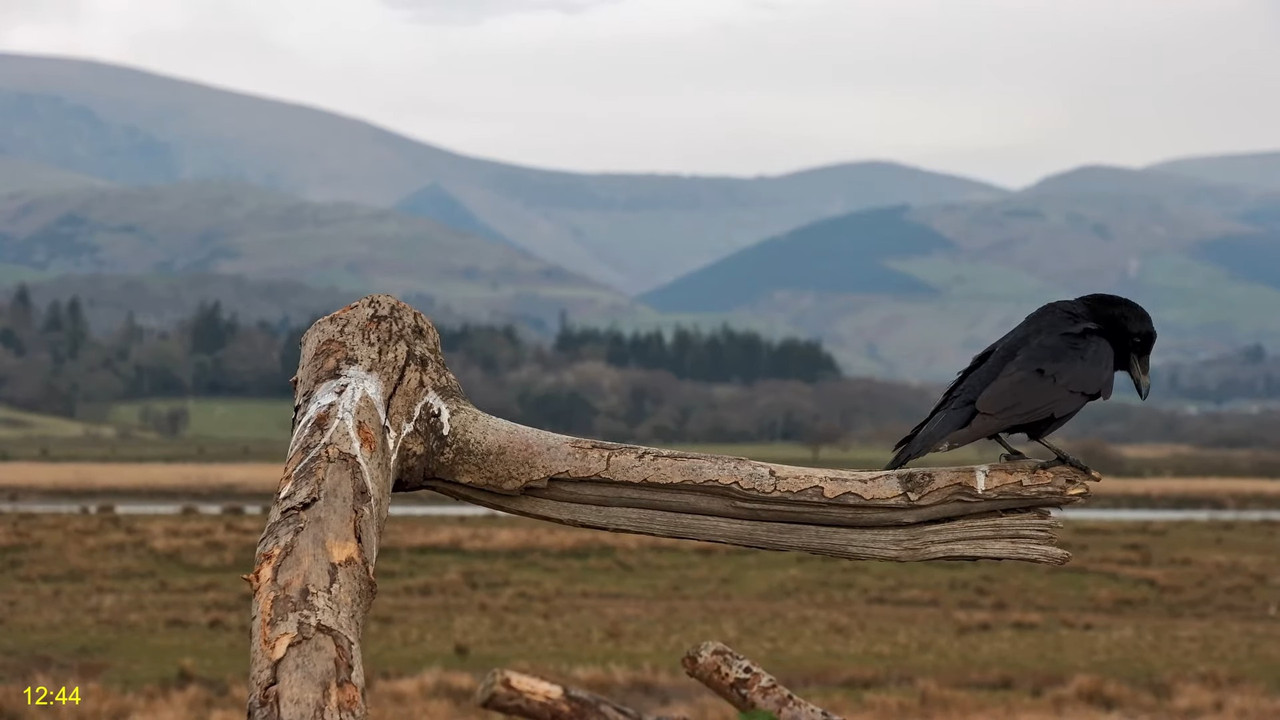 🦅 Dyfi Osprey projekts (VELSA)_ 2025. gada TIEŠRAIDE 4K kvalitātē 🦅 13-7-59 screenshot