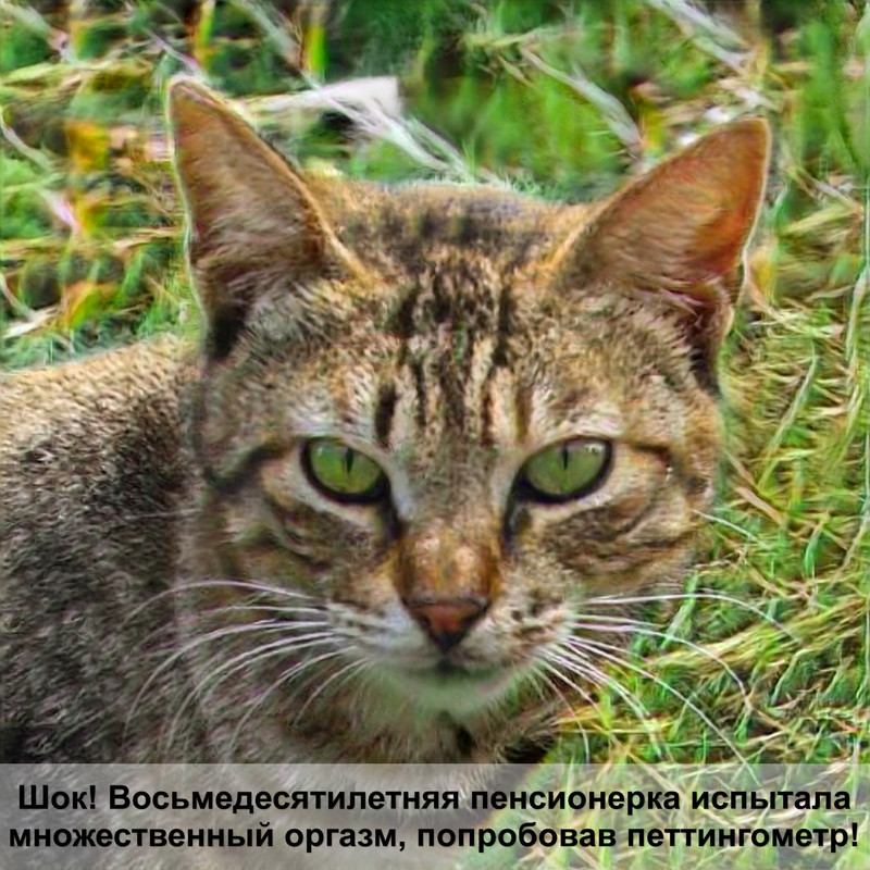 породы котов золотой окраски