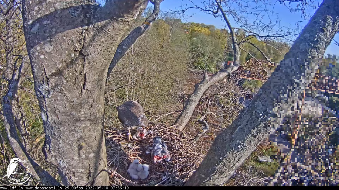 Vistu vanags (Accipiter gentilis) Rīgā - LDF tiešraide __ Goshawks, Riga, Latvia 13-24-5 screenshot