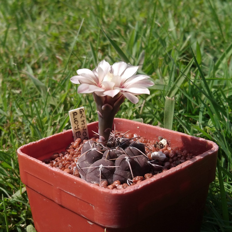 Gymnocalycium bodenbenderianum (riojense) CH 1403a