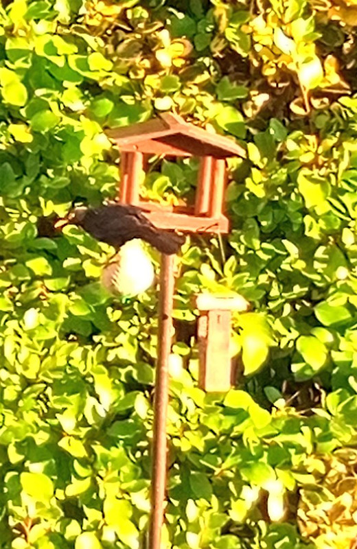 blackbird-fatball.jpg