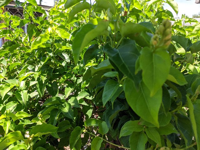 [Image: IMG-20200509-121534.jpg]