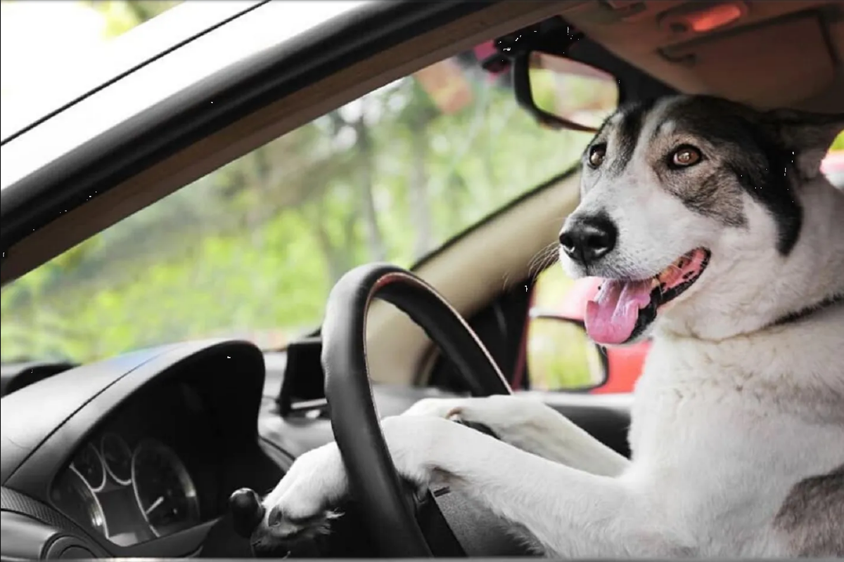 Perro provoca accidente, condujo como loco en un estacionamiento de Texas