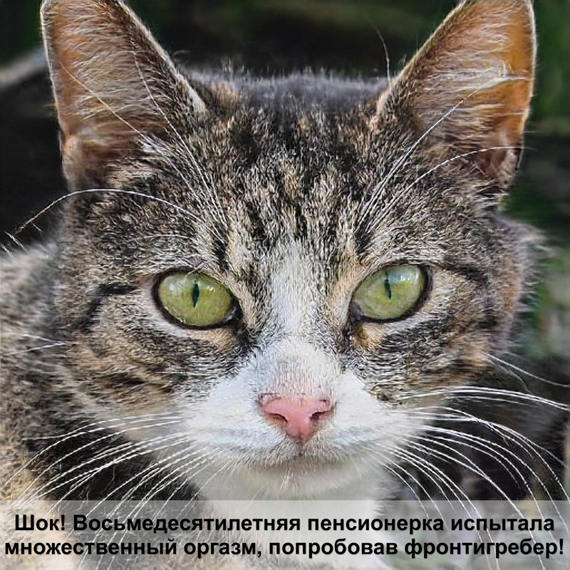 как подстричь когти коту