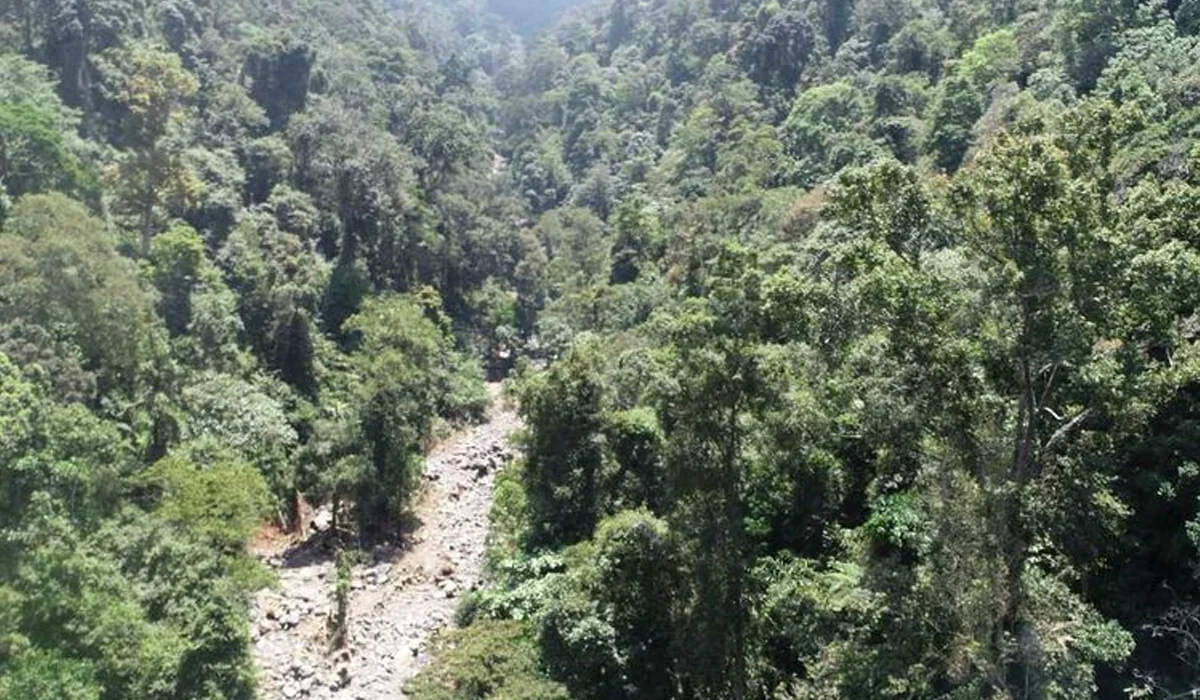 Misteri Zona Horor di Hutan Indonesia