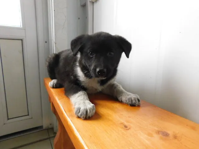 в127-сука-Анча-отлов-20.04.22-20см (2)