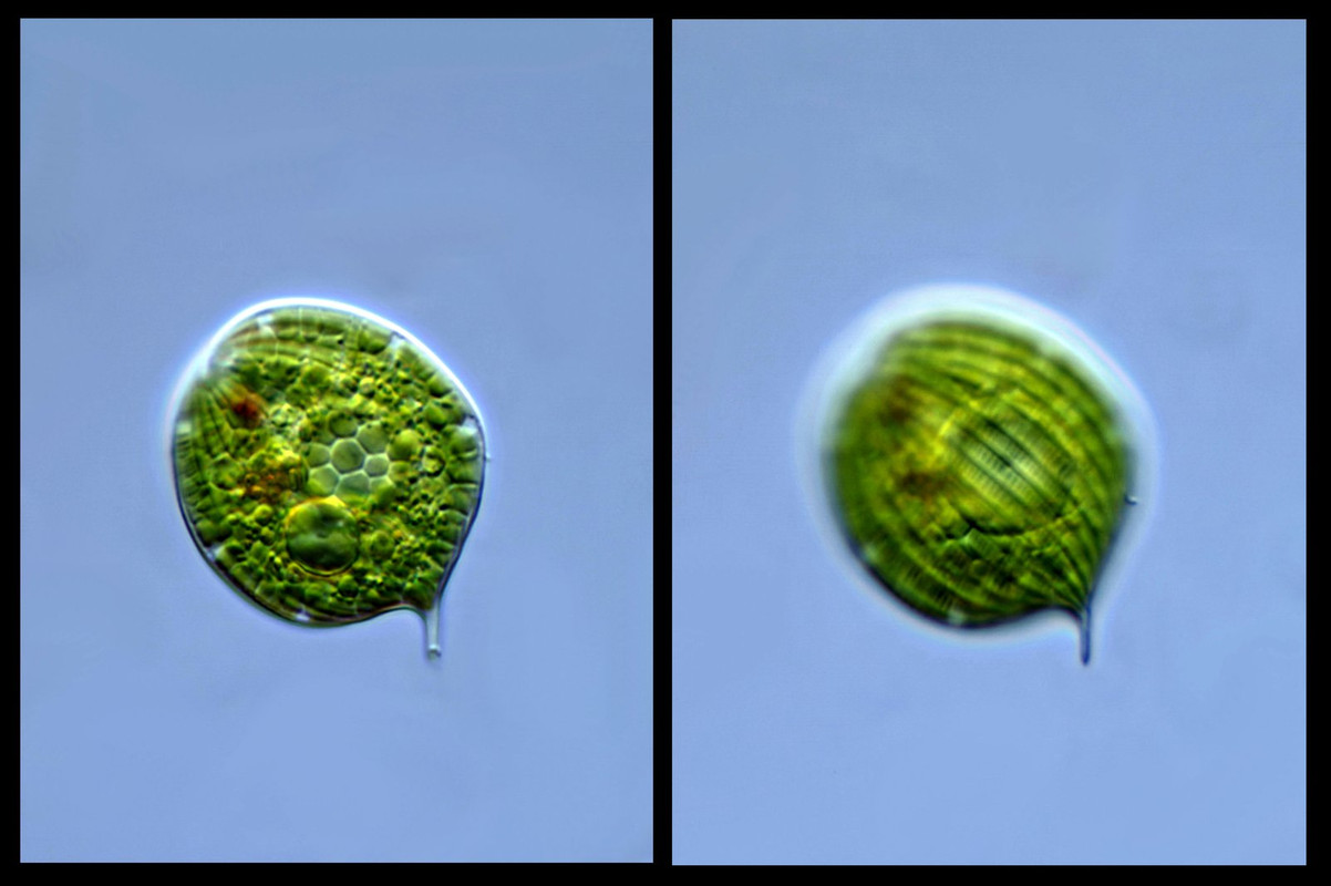 Phacus 09 orbicularis Herz-Flagellat li hexagonale Stärkekörner DIK 100 Komp 2 Ebenen