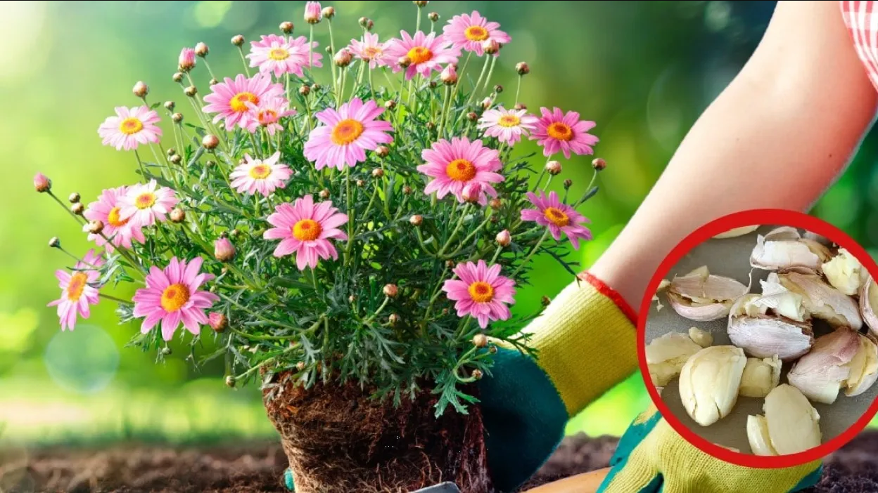 El ajo hará que las suculentas y otras plantas crezcan más rápido