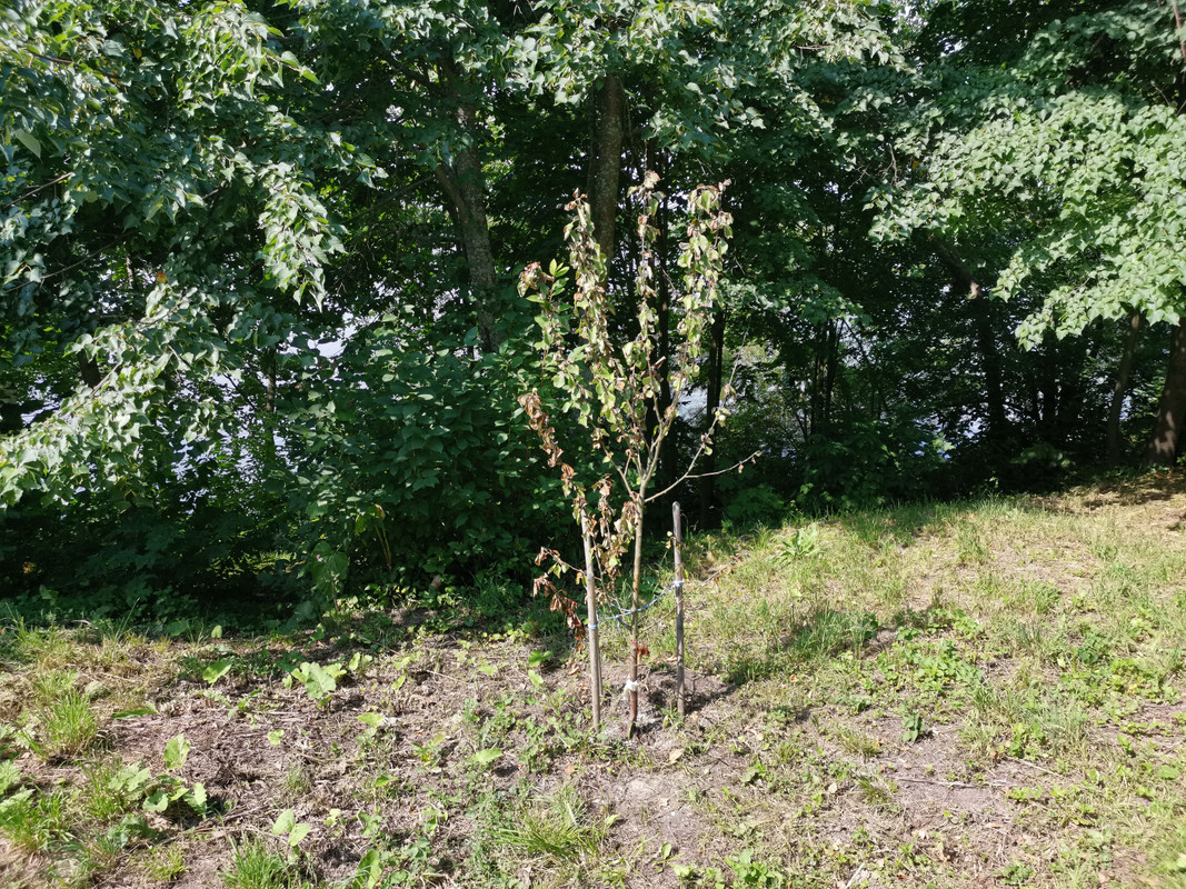 IMG_20220725_сохнет яблоня