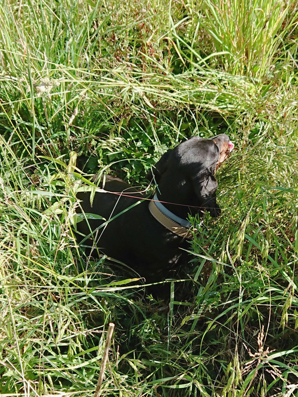 [Image: DSC-0619.jpg]