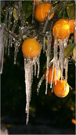 Freeze Irrigation