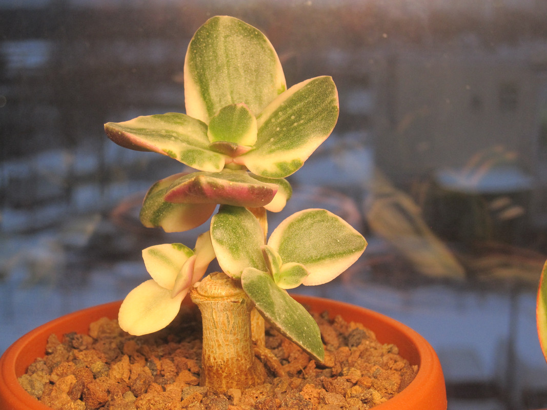 Триколор после пересадки 23.12.22 г