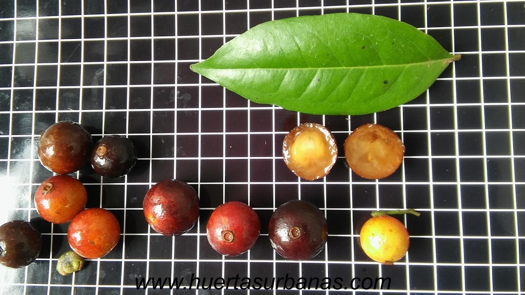 huertasurbanas_com_20181109_091847Myrciaria_sp_paraguay_cerrado-