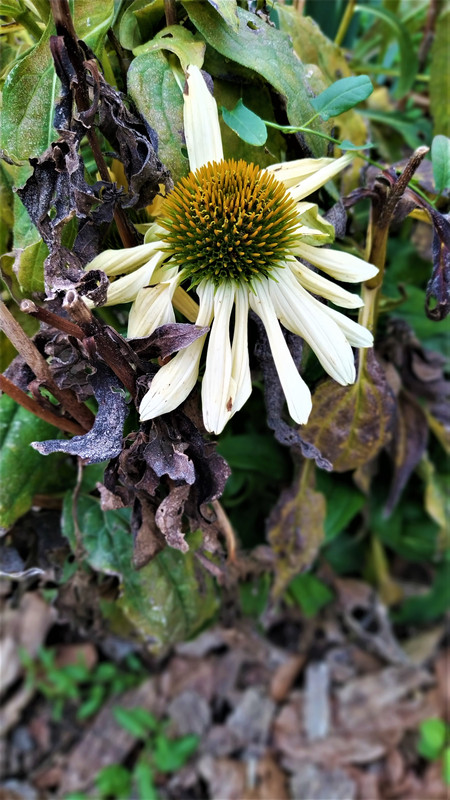 IMG_20201110_095800