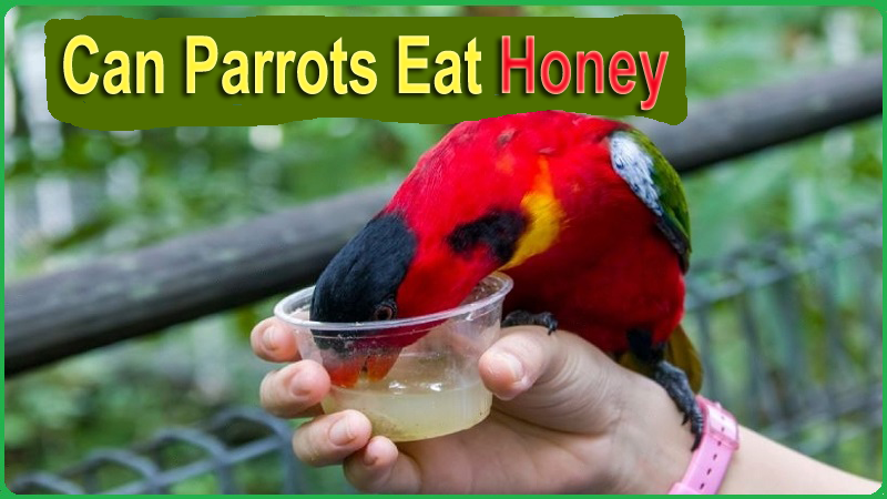 Can Parrots Eat Honey