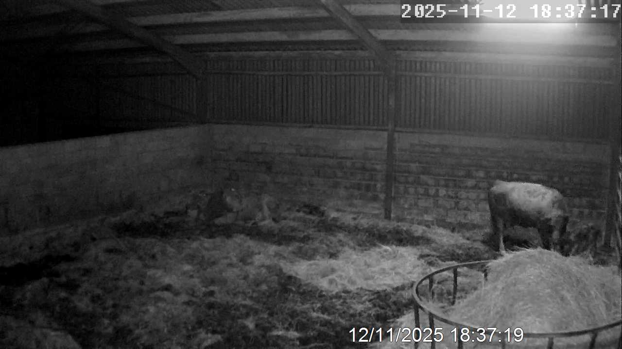 Cam2 20251112 183719