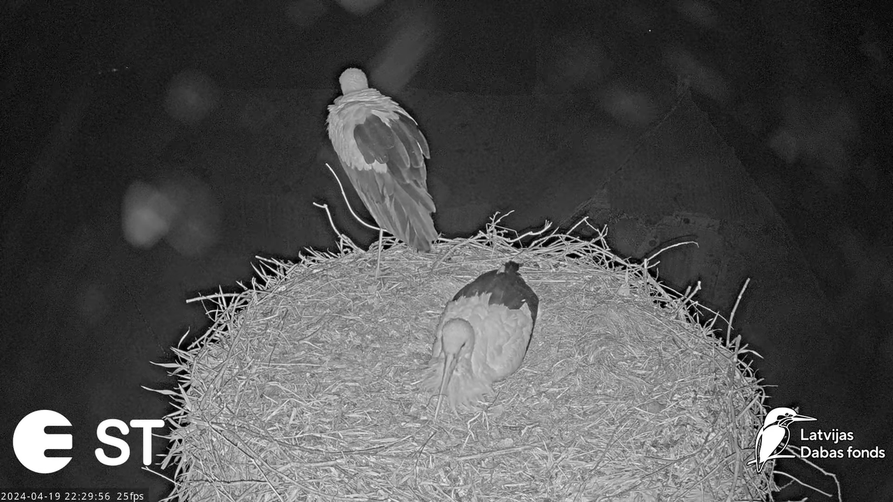 Baltie stārķi (Ciconia ciconia) Tukuma novadā - LDF tiešraide __ White storks in Tukums, Latvia 18-3