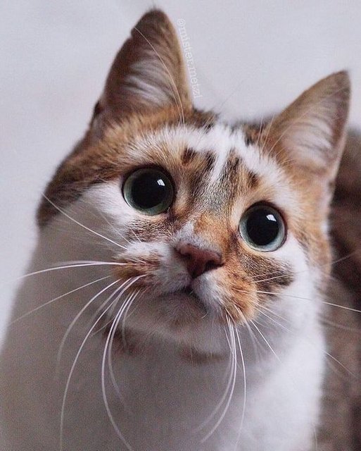 Catangelface519032527883f6ce625a1f2182.jpg