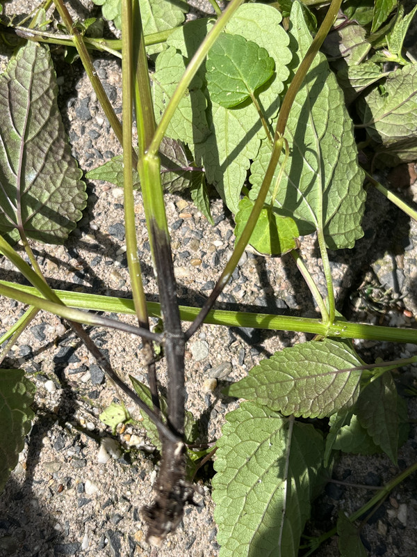 B538EDE5-9AD3-46DB-8024-8F4177EA9202