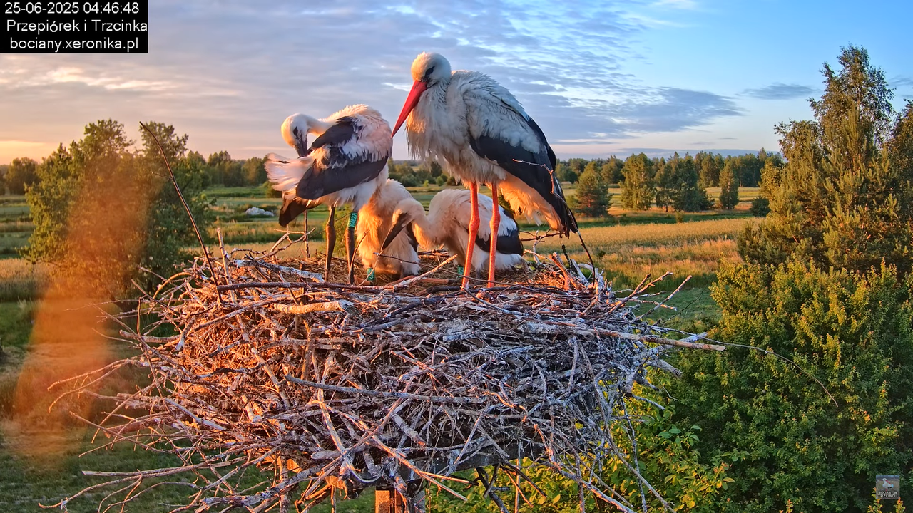 25062025bociany2