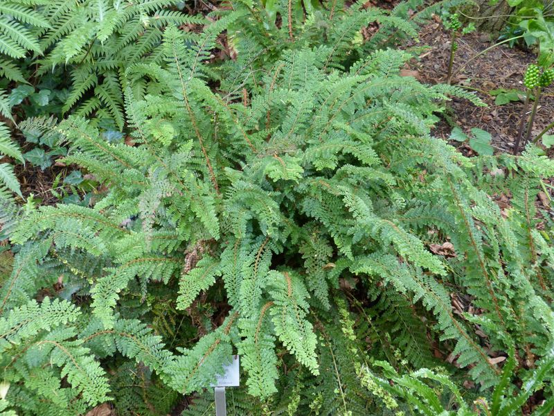 2014-07-13 Arboretum Härle 48
