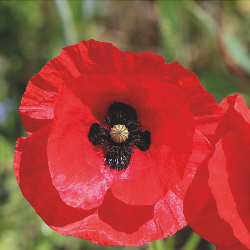 Aker Fassi - Ingrédients Cosmétiques Naturels du Maroc