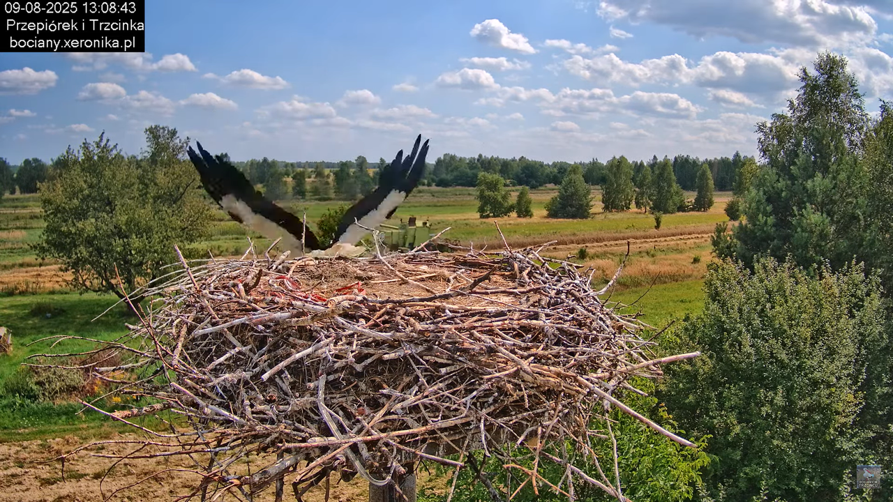 09082025bociany20